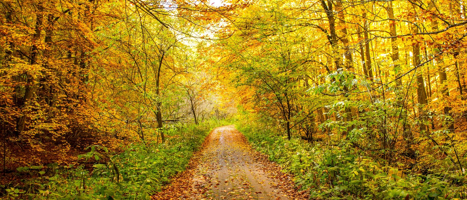 Ein Waldweg im Herbst, das Laub leuchtet gelb und orange.