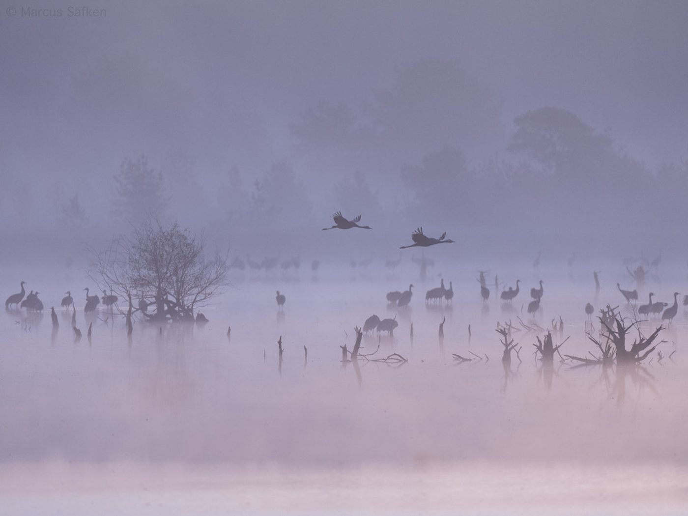 Kraniche im Morgennebel: Silhouetten im flachen Wasser, zwei Vögel im Flug. Foto: Marcus Säfken.
